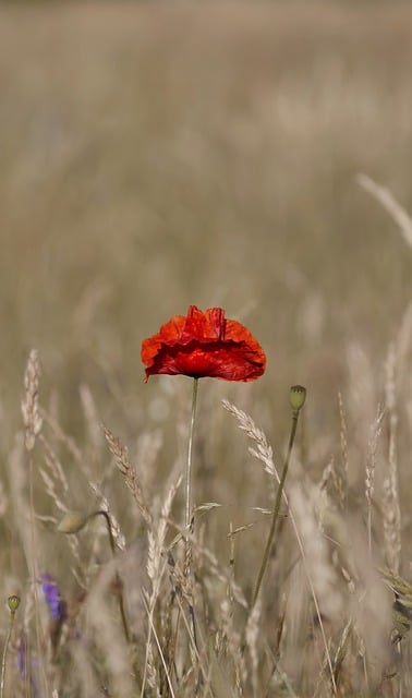 Free download poppies flowers buds field meadow free picture to be edited with GIMP free online image editor