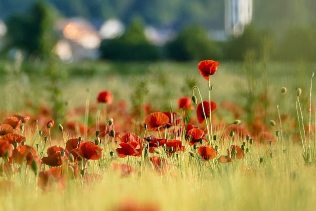 Free download poppies flowers field plants free picture to be edited with GIMP free online image editor