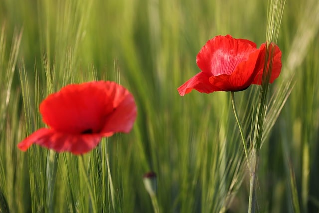 Free download poppies flowers plant red flowers free picture to be edited with GIMP free online image editor