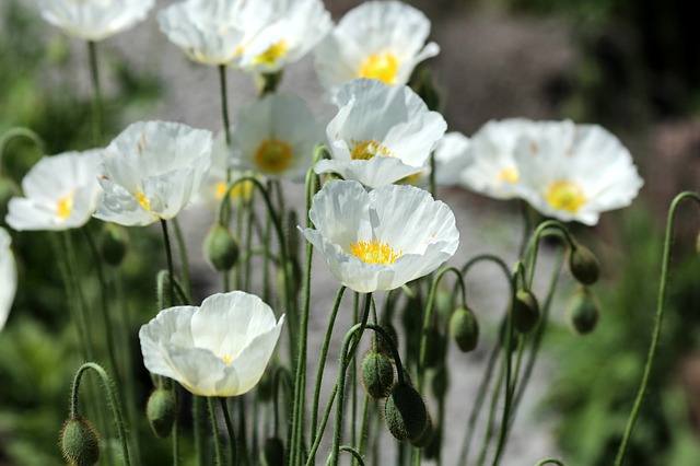 Free download poppies flowers white poppies free picture to be edited with GIMP free online image editor