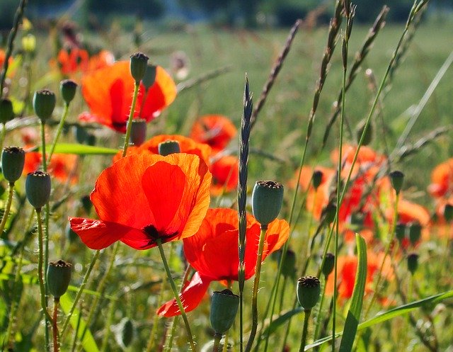 Free download Poppies Meadow Summer -  free photo or picture to be edited with GIMP online image editor