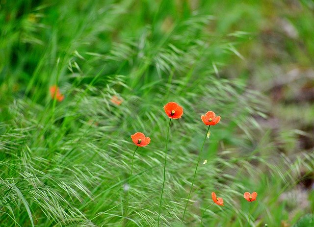 Free download Poppies Nature Spring -  free photo or picture to be edited with GIMP online image editor