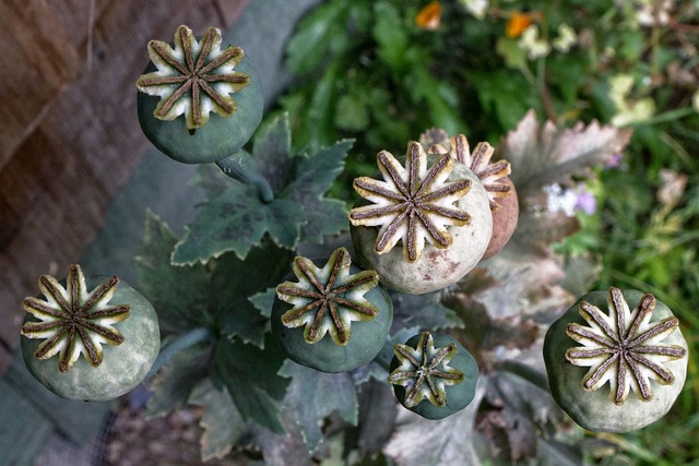 Free download poppies plants seed head pattern free picture to be edited with GIMP free online image editor