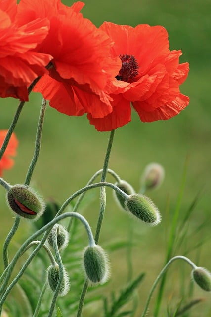 Free download poppies red flowers flowers free picture to be edited with GIMP free online image editor