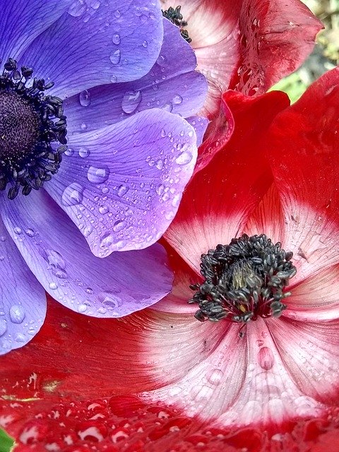 Free download Poppies Spring Droplets -  free photo or picture to be edited with GIMP online image editor