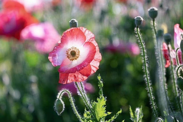 Free download poppies wild flowers blossom bloom free picture to be edited with GIMP free online image editor