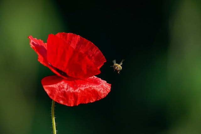 Free download poppy bee pollination red flower free picture to be edited with GIMP free online image editor