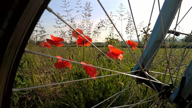 Free download Poppy Bike Vacations Traffic -  free photo or picture to be edited with GIMP online image editor