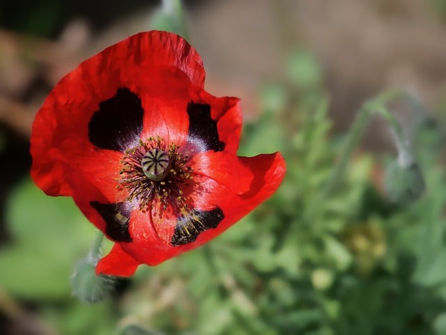 Free download poppy blossom bloom spring nature free picture to be edited with GIMP free online image editor