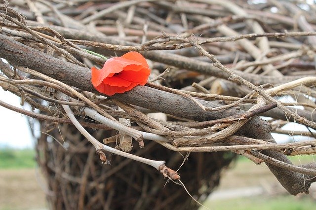 Free download Poppy Branches Flower -  free photo or picture to be edited with GIMP online image editor