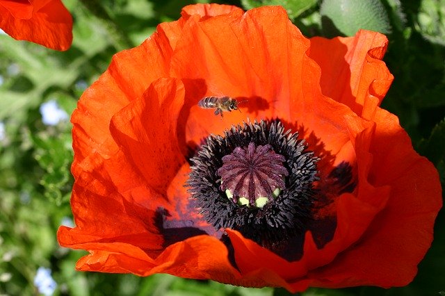 Free download Poppy Close Up Klatschmohn -  free photo or picture to be edited with GIMP online image editor