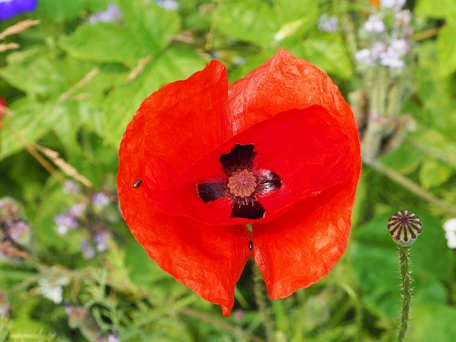 Free download Poppy Close Up Red -  free photo or picture to be edited with GIMP online image editor