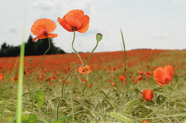 Free download Poppy Field Klatschmohn -  free photo or picture to be edited with GIMP online image editor