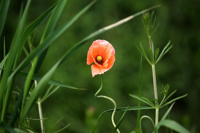 Free download Poppy Field Red -  free photo or picture to be edited with GIMP online image editor