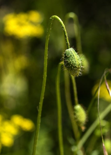 Free download poppy flower bud plant spring free picture to be edited with GIMP free online image editor