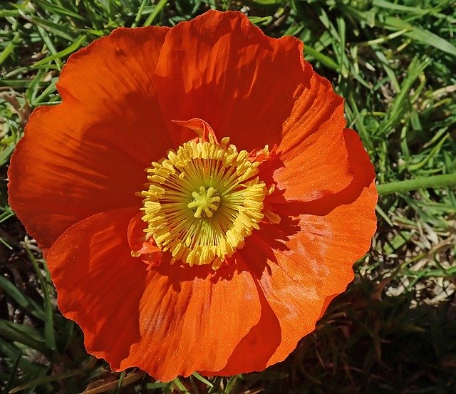 Free download Poppy Flower Garden -  free photo or picture to be edited with GIMP online image editor