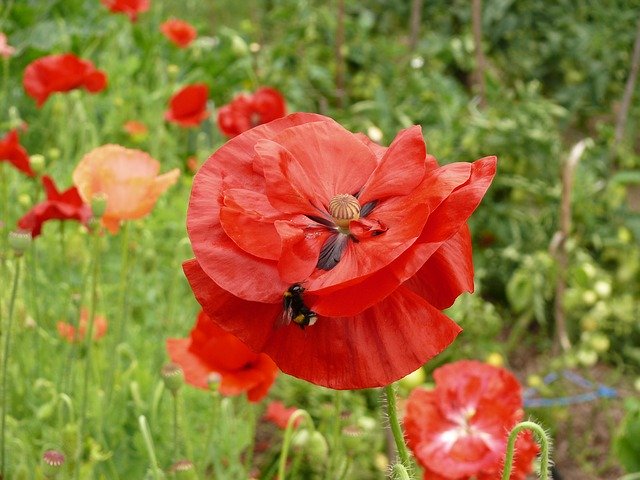 Free download Poppy Flower Mack -  free photo or picture to be edited with GIMP online image editor