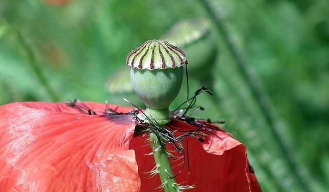 Free download Poppy Flower Makowka -  free photo or picture to be edited with GIMP online image editor