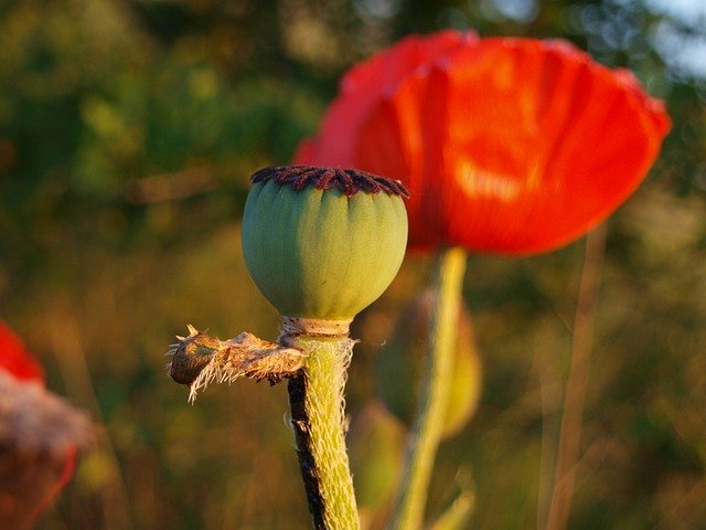 Free download Poppy Flower Mohngewaechs -  free photo or picture to be edited with GIMP online image editor