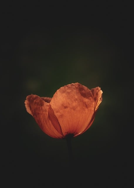 Free download poppy flower plant petals bloom free picture to be edited with GIMP free online image editor