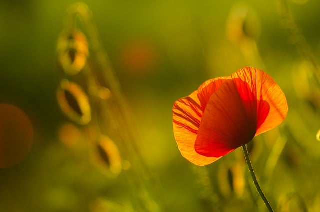 Free download poppy flower plant petals garden free picture to be edited with GIMP free online image editor