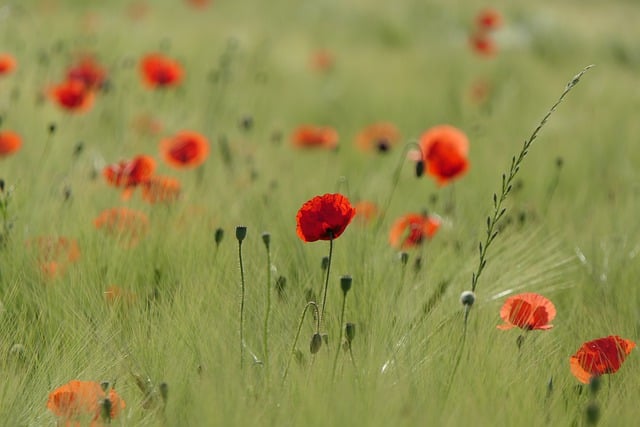 Free download poppy flower red meadow field free picture to be edited with GIMP free online image editor