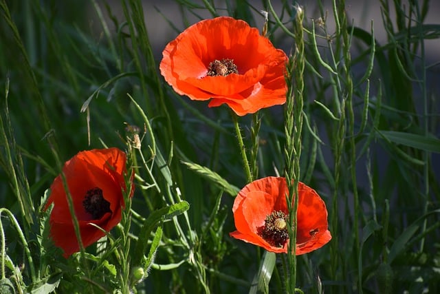 Free download poppy flowers plants red flowers free picture to be edited with GIMP free online image editor