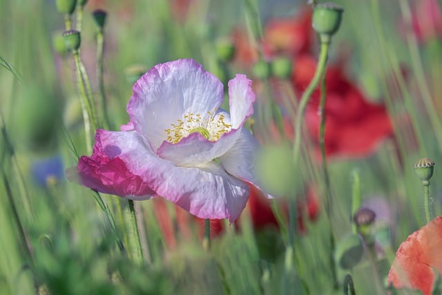 Free download poppy flowers poppies blossom bloom free picture to be edited with GIMP free online image editor