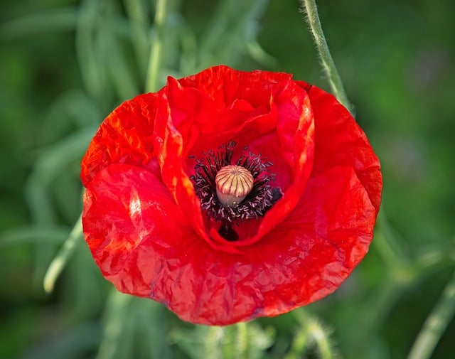 Free download poppy flower spring blossom bloom free picture to be edited with GIMP free online image editor