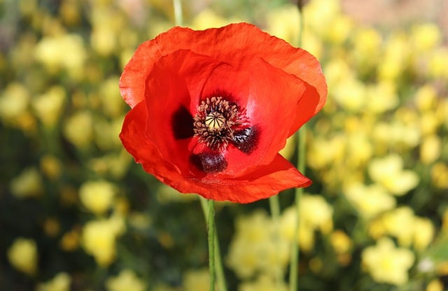 Free download poppy flower spring nature garden free picture to be edited with GIMP free online image editor