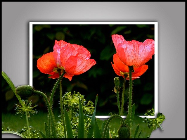 Free download Poppy Flowers Spring -  free illustration to be edited with GIMP free online image editor