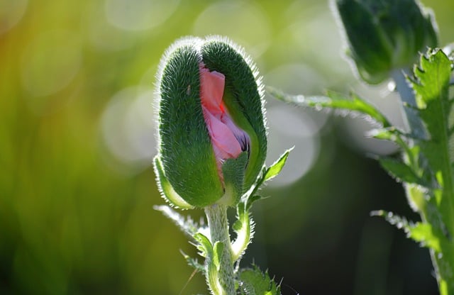 Free download poppy flower to flourish poppy bud free picture to be edited with GIMP free online image editor