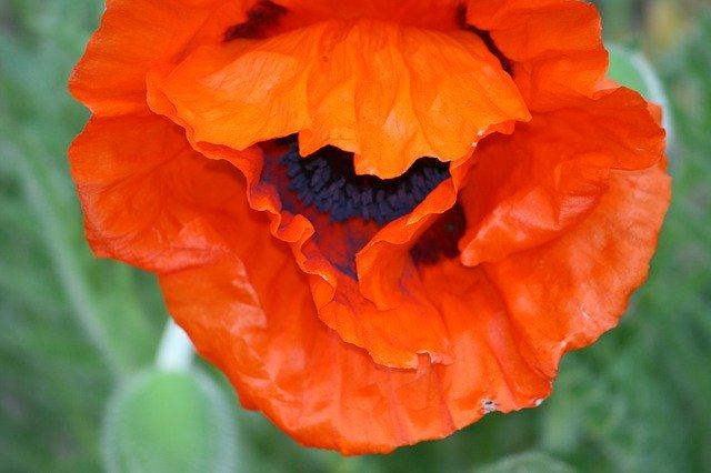 Free download Poppy Gardening Spring -  free photo or picture to be edited with GIMP online image editor