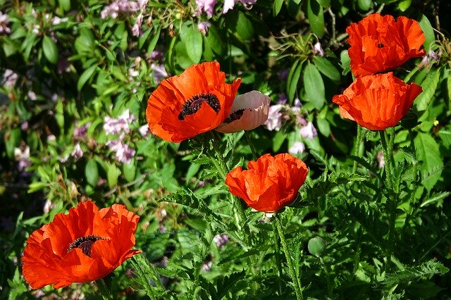 Free download Poppy Garden Klatschmohn -  free photo or picture to be edited with GIMP online image editor