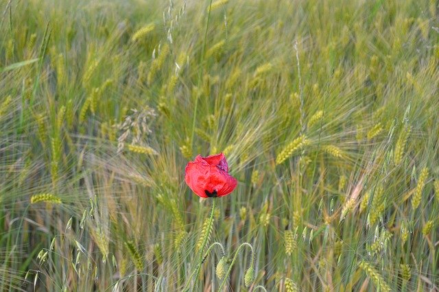 Free download Poppy Klatschmohn Nature -  free photo or picture to be edited with GIMP online image editor