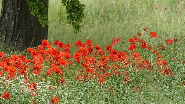 Free download Poppy Meadow Summer -  free photo or picture to be edited with GIMP online image editor