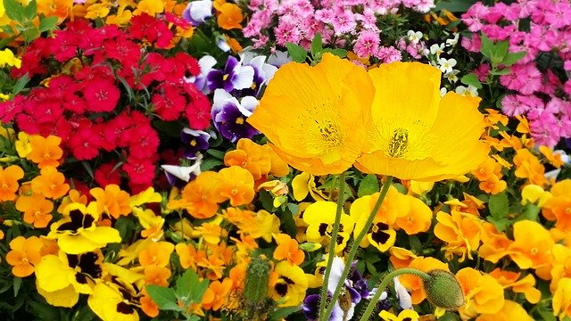 Free download Poppy Pansy Flowers -  free photo or picture to be edited with GIMP online image editor