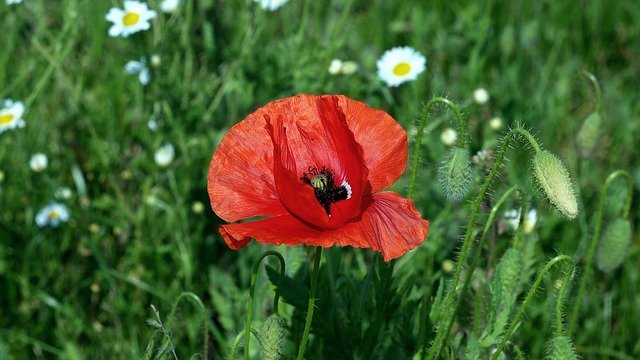 Free download Poppy Papaver Rho Flower -  free photo or picture to be edited with GIMP online image editor