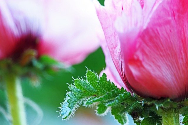 Free download Poppy Pink -  free photo or picture to be edited with GIMP online image editor