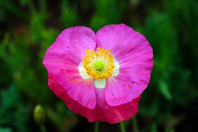 Free download poppy pink flower flower free picture to be edited with GIMP free online image editor