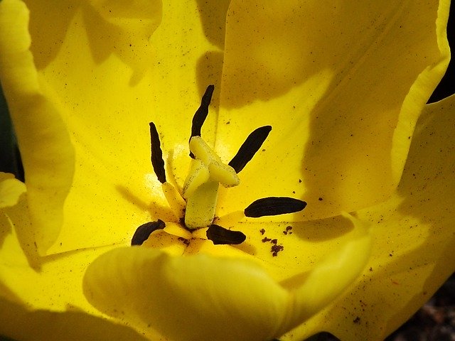 Free download Poppy Pistil Stamens -  free photo or picture to be edited with GIMP online image editor