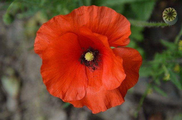 Free download Poppy Red Blossom -  free photo or picture to be edited with GIMP online image editor