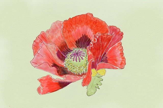 Free download poppy red drawing watercolour free picture to be edited with GIMP free online image editor