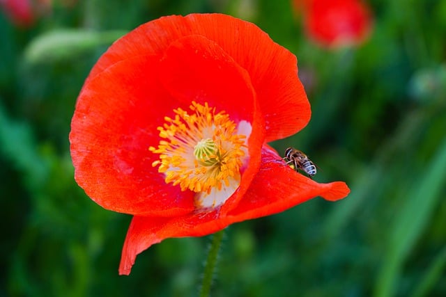 Free download poppy red flower flower free picture to be edited with GIMP free online image editor