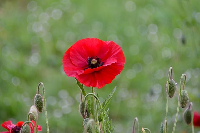 Free download poppy red flowers petals stems free picture to be edited with GIMP free online image editor