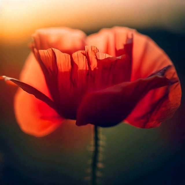 Free download poppy red poppy red flower flower free picture to be edited with GIMP free online image editor