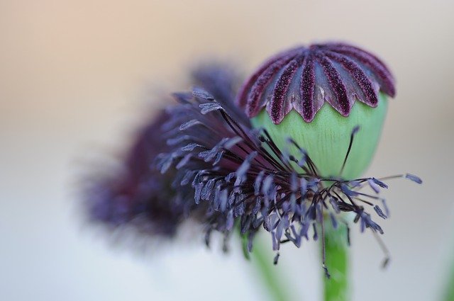 Free download Poppy Seedpod Flowering -  free photo or picture to be edited with GIMP online image editor