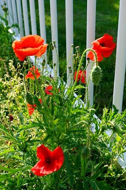 Free download Poppy Summer Red -  free photo or picture to be edited with GIMP online image editor