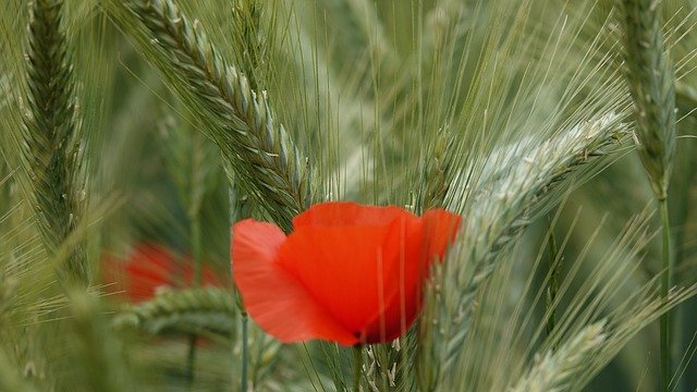 Free download Poppy Wheat Field -  free photo or picture to be edited with GIMP online image editor