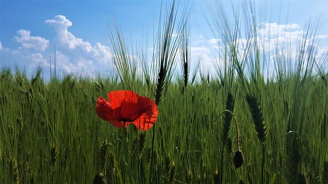 Free download Poppy Wolf Flower -  free photo or picture to be edited with GIMP online image editor